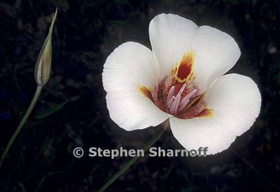 calochortus venustus 3 graphic